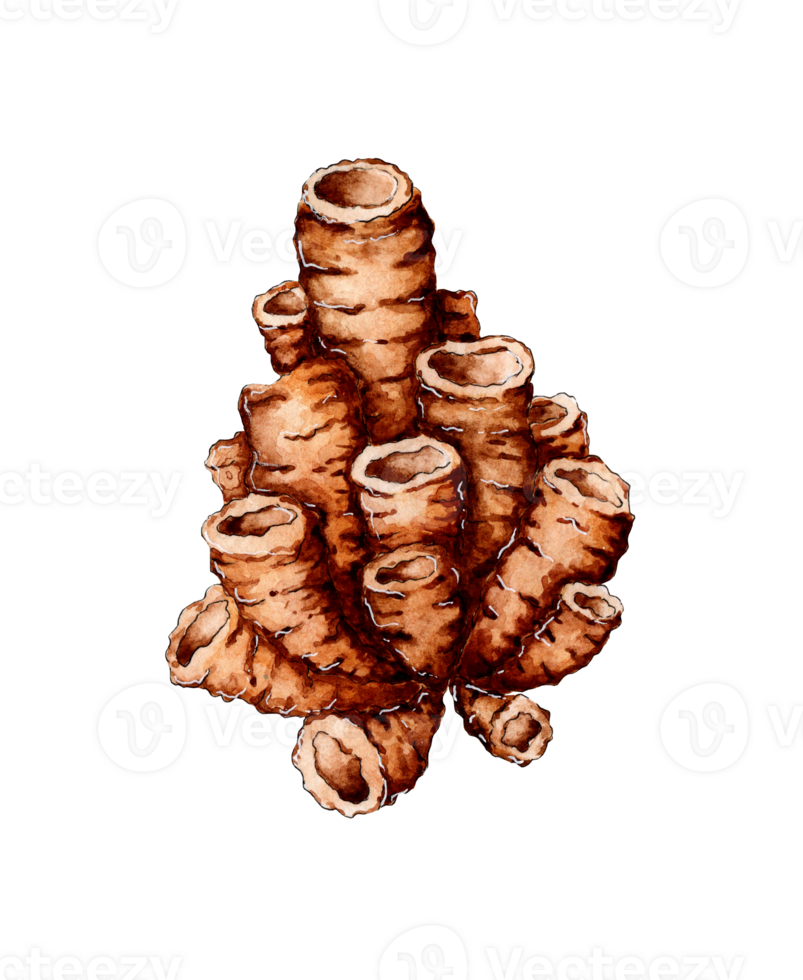 Watercolor illustrations of brown tubular corals. Sea life. Coral reef, island. Colonies of polyps. Isolated. Drawn by hand. png