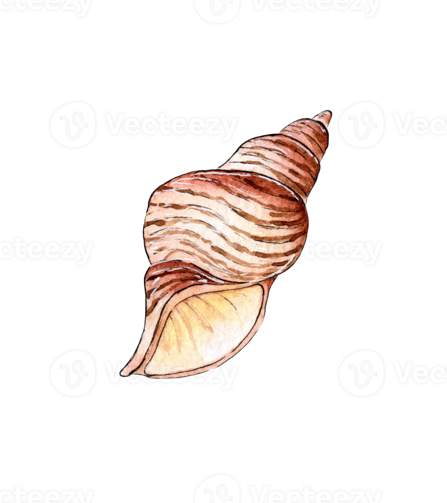 Watercolor illustration of a sea dweller seashell. Underwater world. Tropical shell. Mollusk external skeleton, protection, home. Isolated. Design element. png