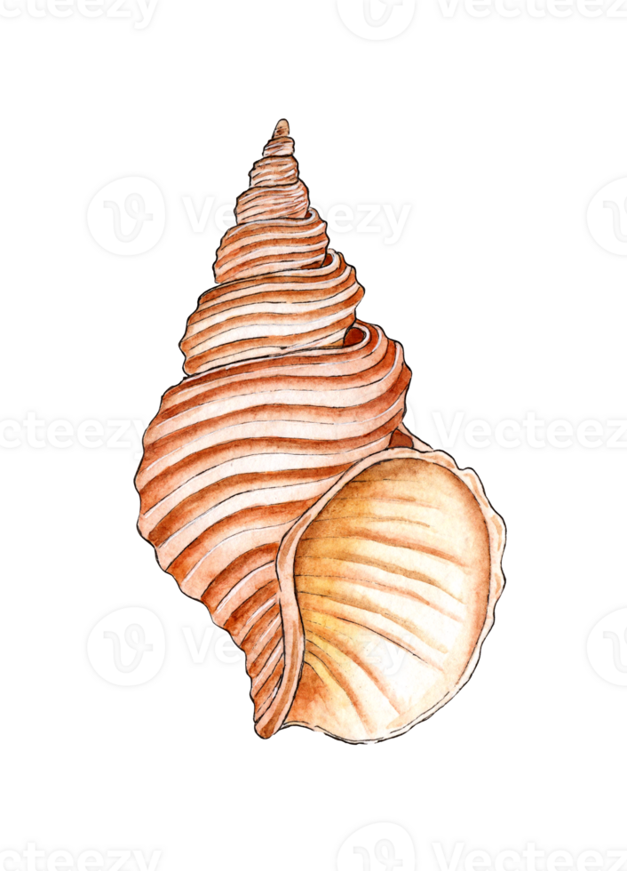 acquerello illustrazione di un' beige strutturato conchiglia, a coste. subacqueo mondo. tropicale guscio. il esterno scheletro è un' mollusco genere. ostrica Casa, protezione, armatura. isolato . design elemento. png