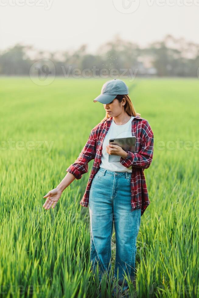 Diligent female agronomist uses a tablet to assess crop health in a lush green field during early evening. photo