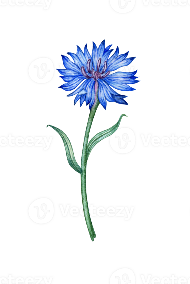 Watercolor illustration of blue wildflower cornflower. Botanical composition element isolated from background. Suitable for cosmetics, aromatherapy, medicine, treatment, nursing, design, cooking, png