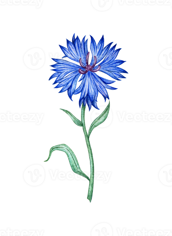 Watercolor illustration of blue cornflower flower. Botanical composition element isolated from background. Suitable for cosmetics, aromatherapy, medicine, treatment, care, design, cooking, png
