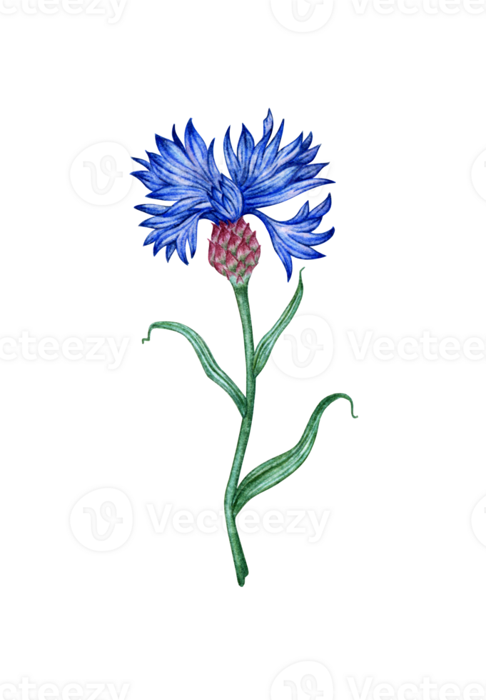 Watercolor illustration of blue cornflower flower. Botanical composition element isolated from background. Suitable for cosmetics, aromatherapy, medicine, treatment, care, design, cooking, png