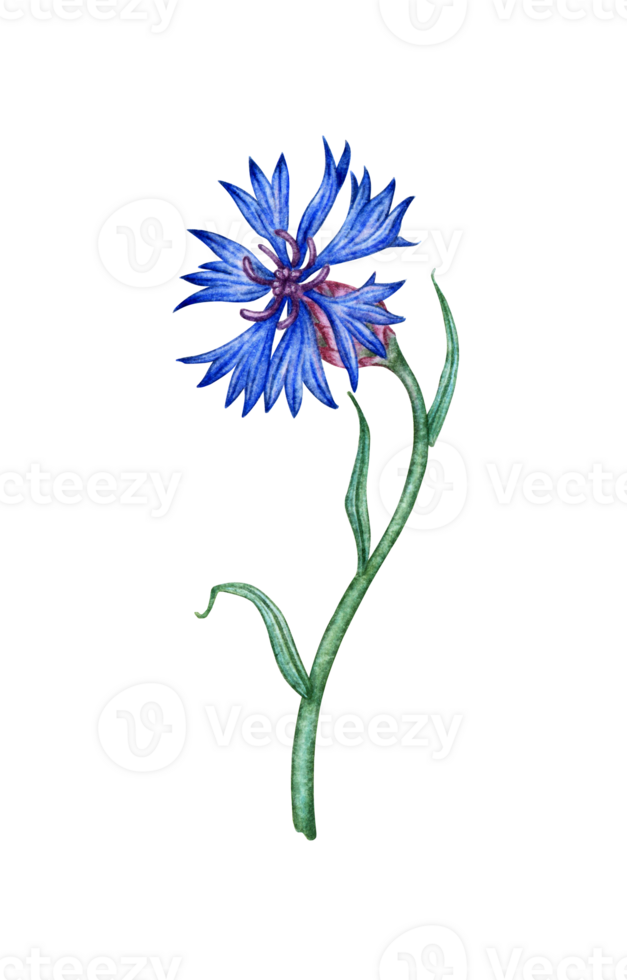 Watercolor illustration of blue cornflower flower. Botanical composition element isolated from background. Suitable for cosmetics, aromatherapy, medicine, treatment, care, design, cooking, png