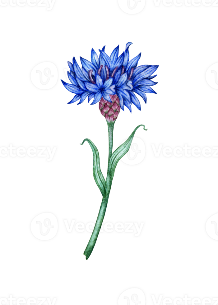 Watercolor illustration of blue cornflower flower. Botanical composition element isolated from background. Suitable for cosmetics, aromatherapy, medicine, treatment, care, design, cooking, png