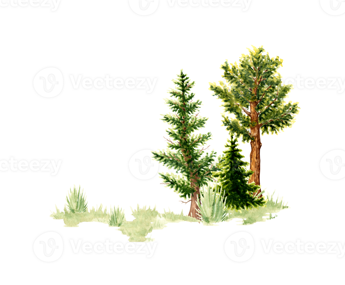 Watercolor illustration of a natural landscape element. Forest wildlife scene with green grass, coniferous trees, spruce, cedar, pine. For designing compositions on theme of forests, tourism, travel png