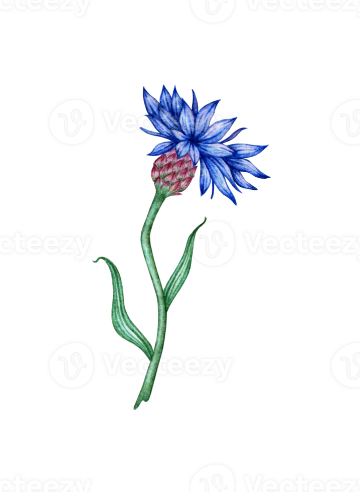 Watercolor illustration of blue cornflower flower. Botanical composition element isolated from background. Suitable for cosmetics, aromatherapy, medicine, treatment, care, design, cooking, png