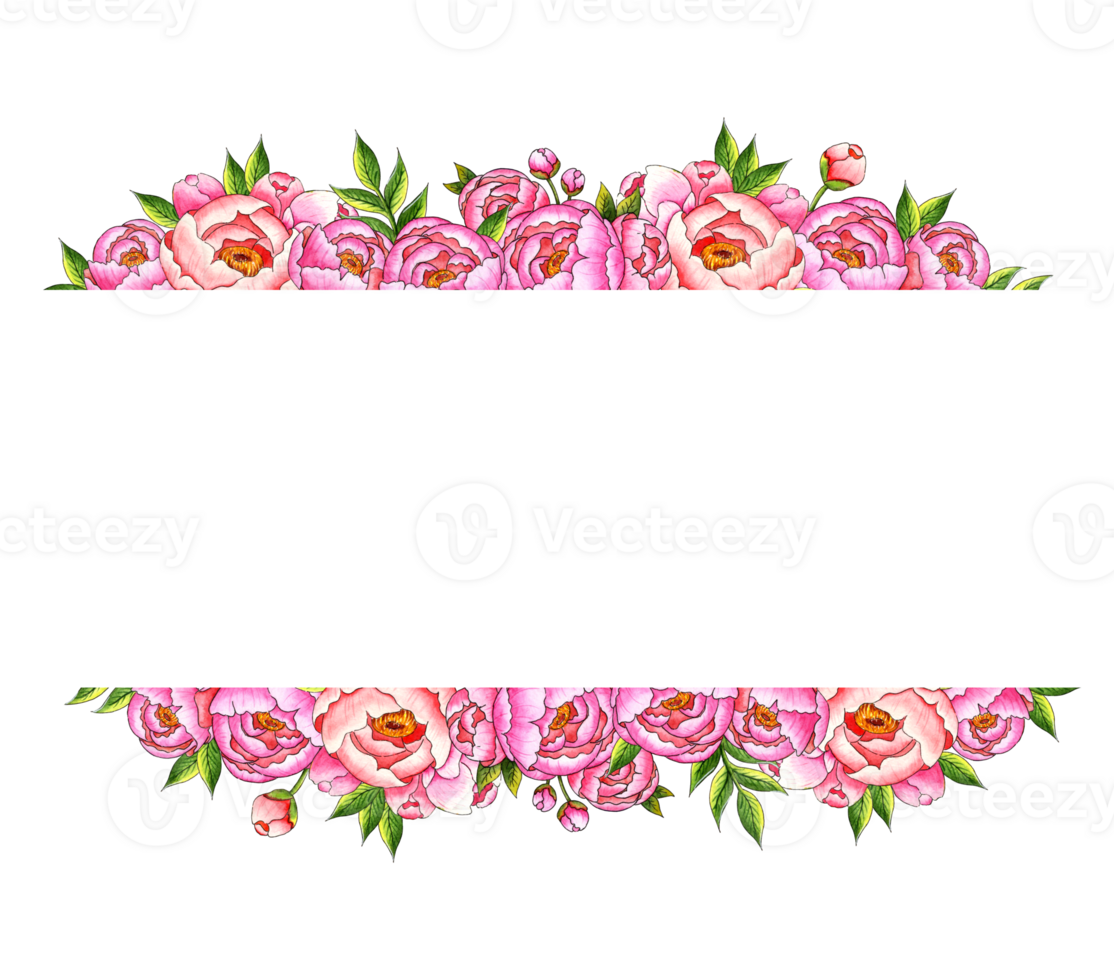 Watercolor illustration frame borders top bottom border with pink peonies, buds and leaves. Botanical composition isolated from background. Great pattern for decor, stationery, wedding invitations, png