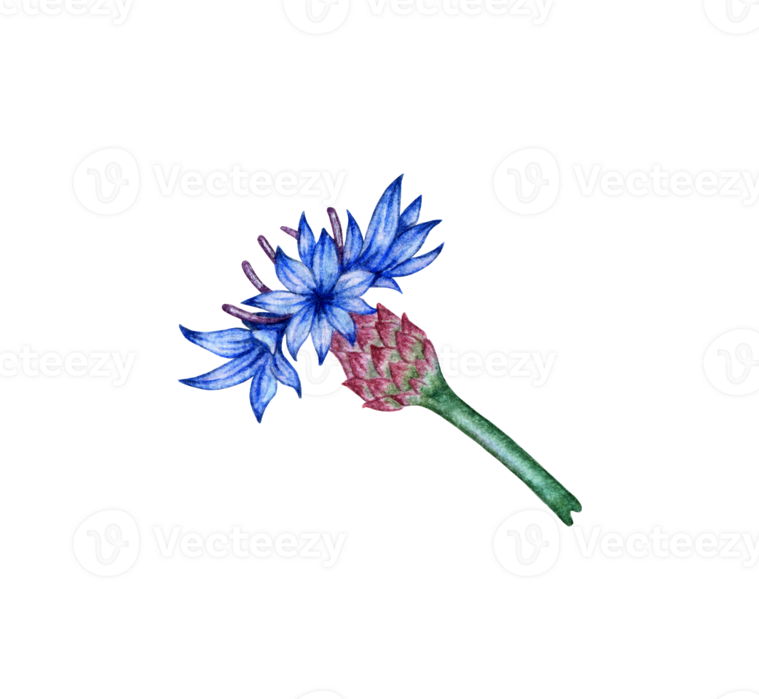 Watercolor illustration of blue cornflower flower. Botanical composition element isolated from background. Suitable for cosmetics, aromatherapy, medicine, treatment, care, design, cooking, png