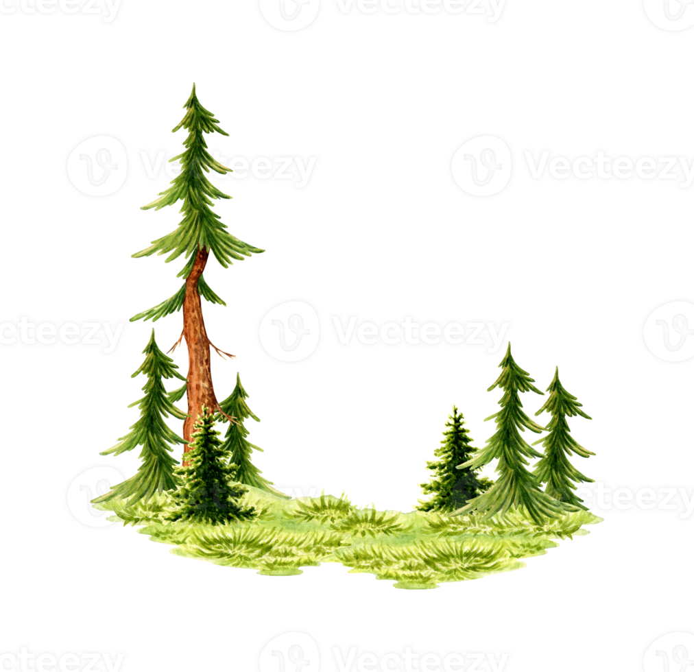 Watercolor illustration of natural landscape element. Forest scene of wildlife clearing with green grass and fir trees. To compose compositions on the theme of forest, tourism, travel, png