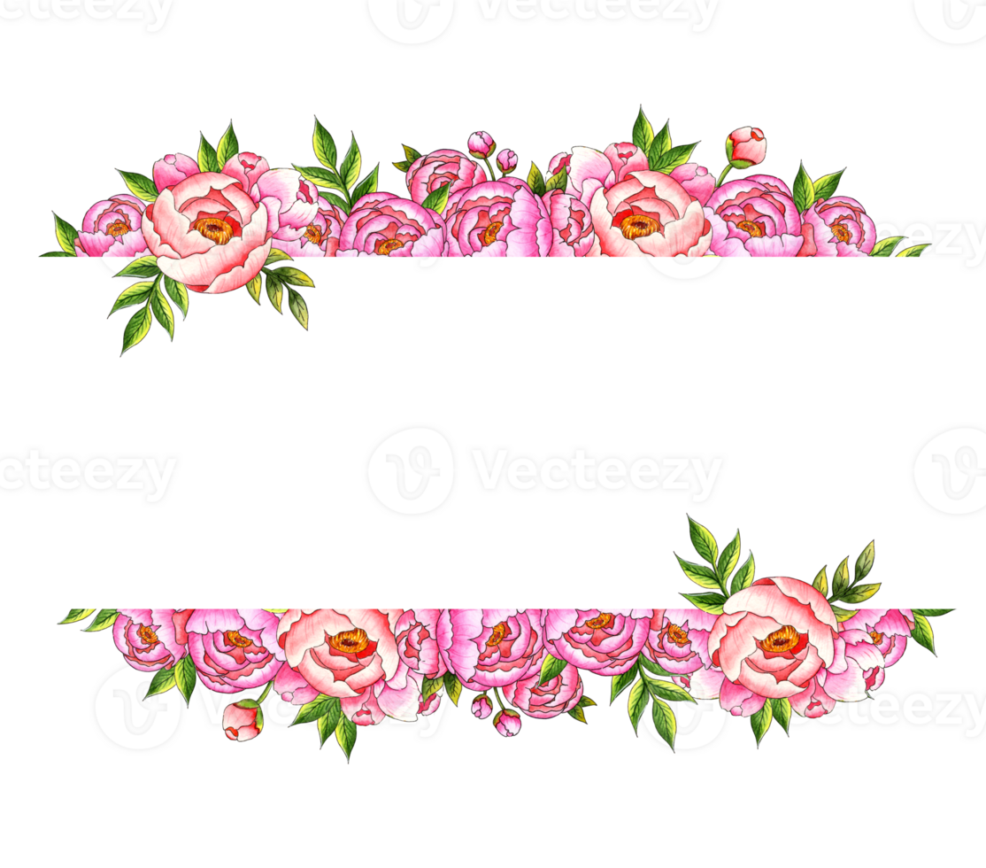 Watercolor illustration frame borders top bottom of pink peonies with buds and leaves. Botanical template, blank for text, isolated from background. Great pattern for kitchen, home decor, stationery png