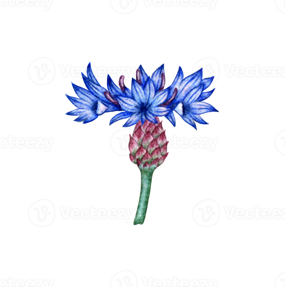 Watercolor illustration of blue cornflower flower. Botanical composition element isolated from background. Suitable for cosmetics, aromatherapy, medicine, treatment, care, design, cooking, png