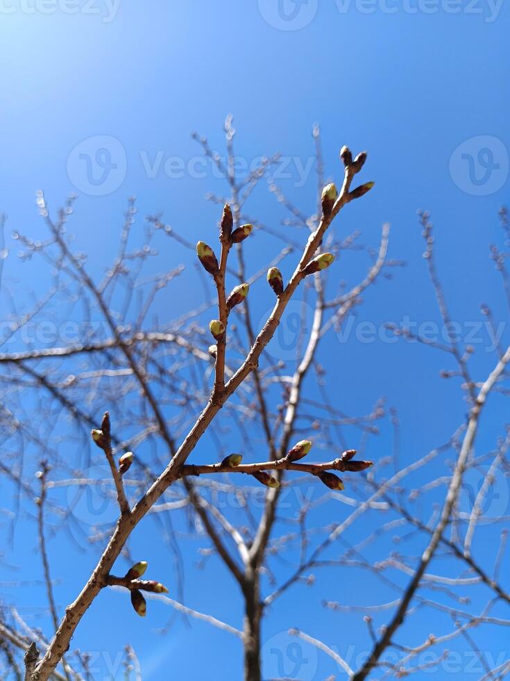 cherry tree branch with flower buds on a blue sky background photo