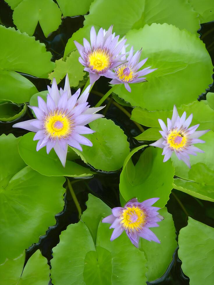 Purple lotus flowers blossom in pond photo