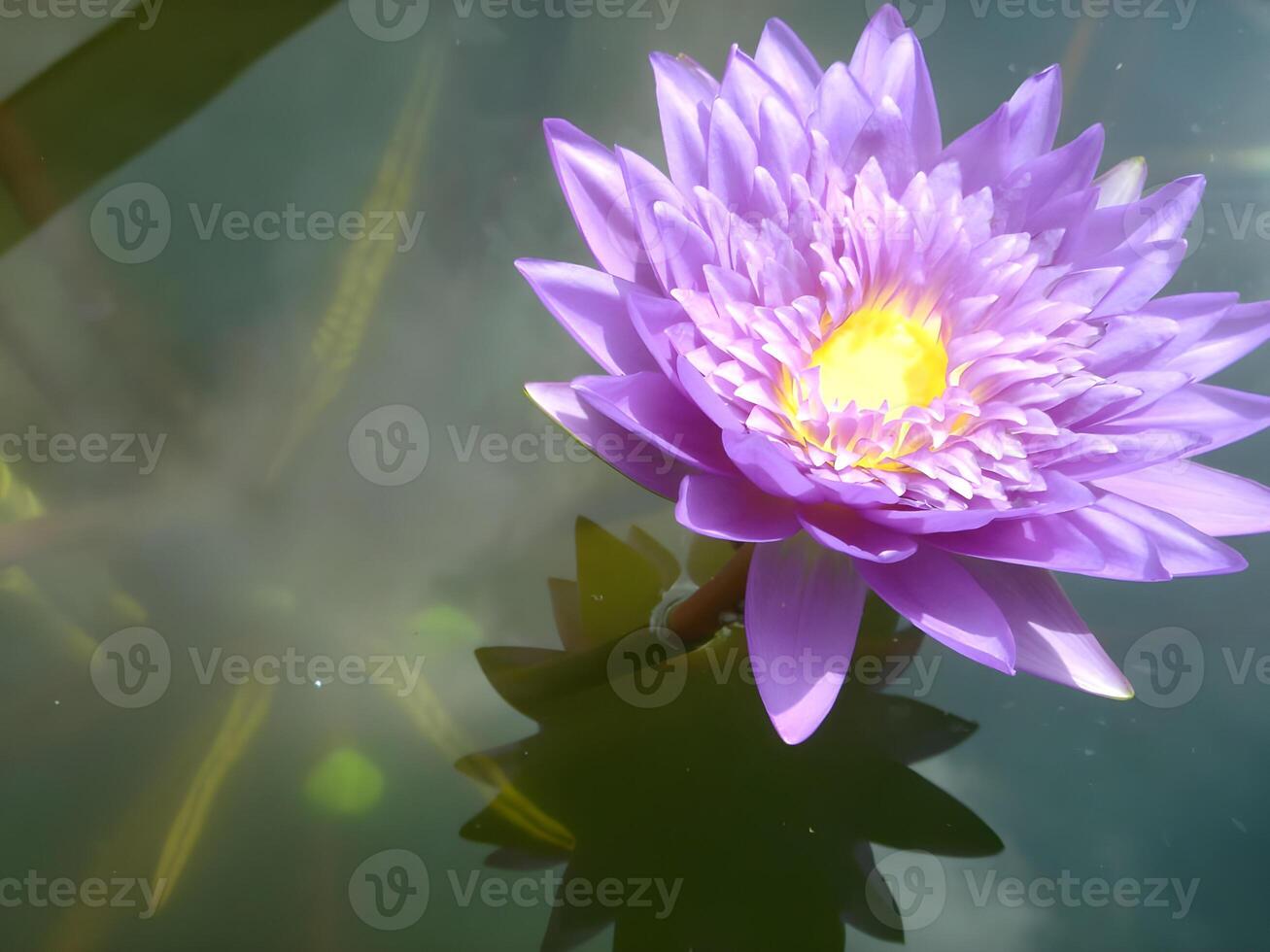 Purple lotus flower - Water lily blossoming in garden pond photo