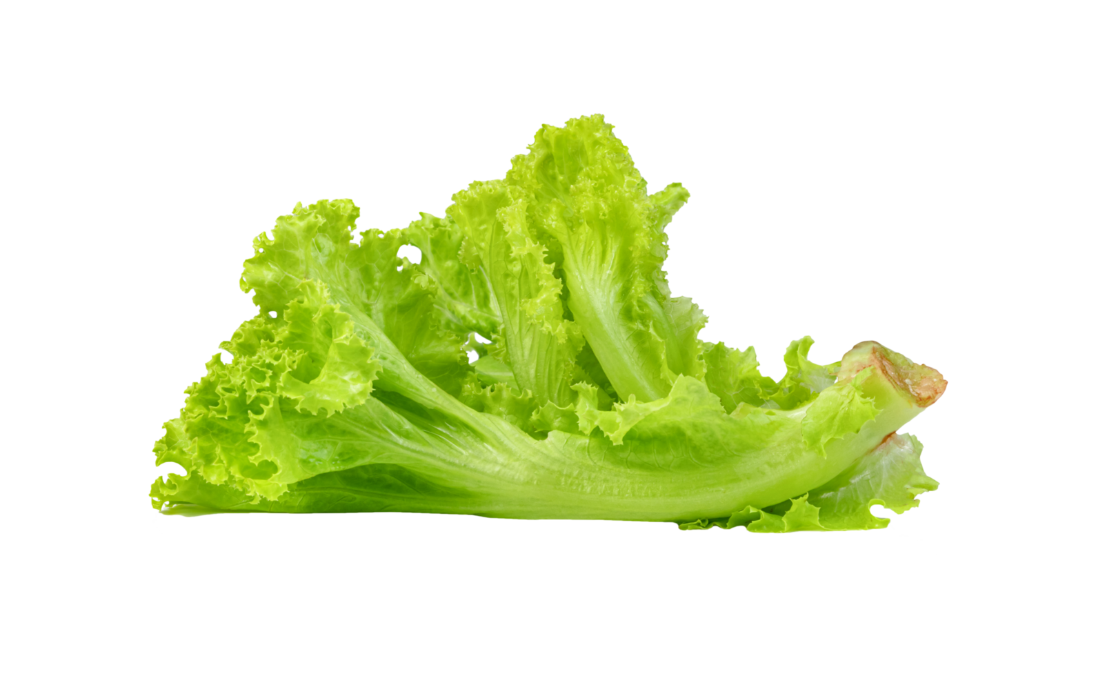Lettuce leaf isolated,Green leaves pattern ,Salad ingredient png