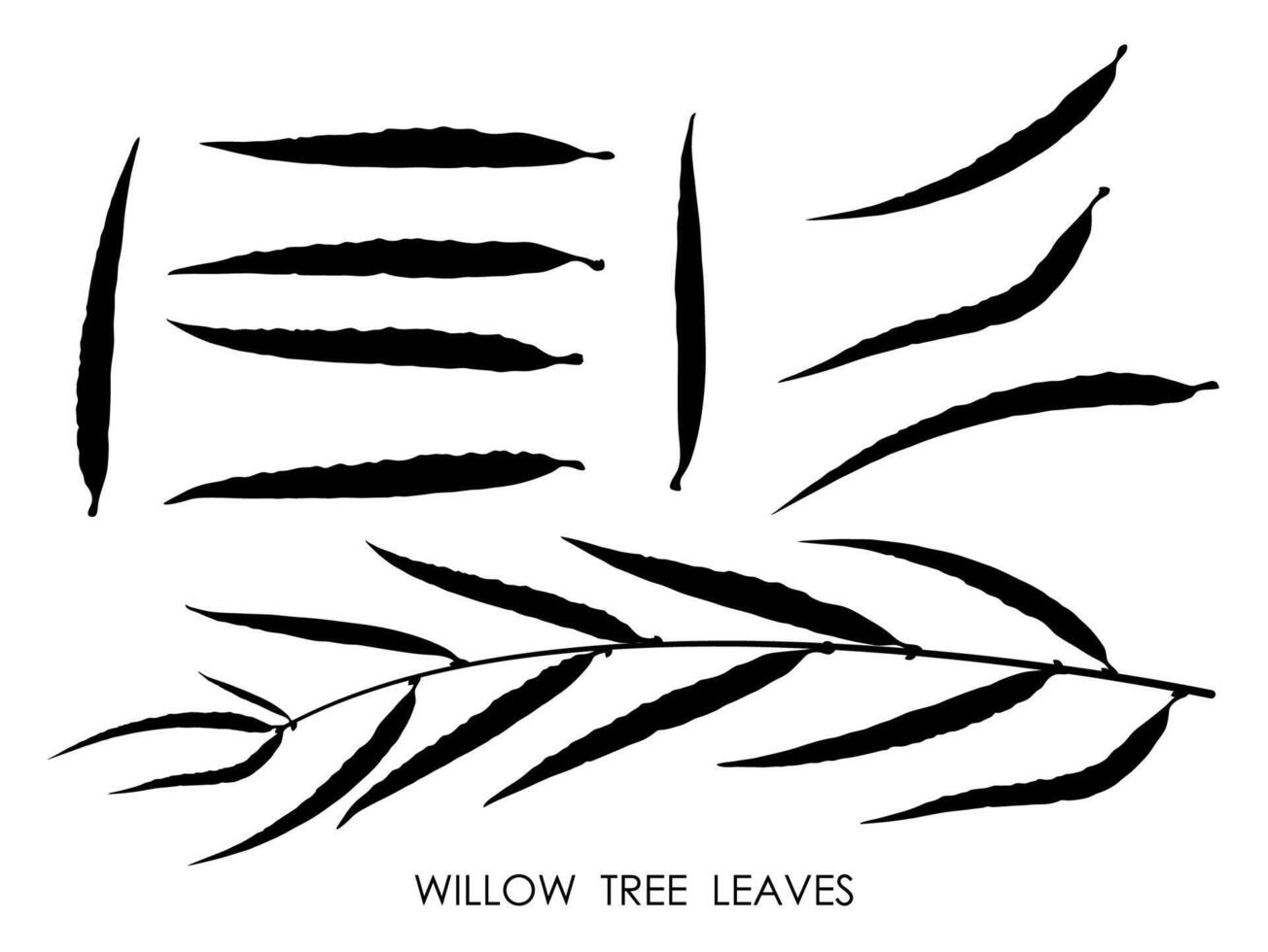 Black silhouettes of WILLOW tree leaves isolated on white. Autumn fallen leaves of WILLOW tree. Vector