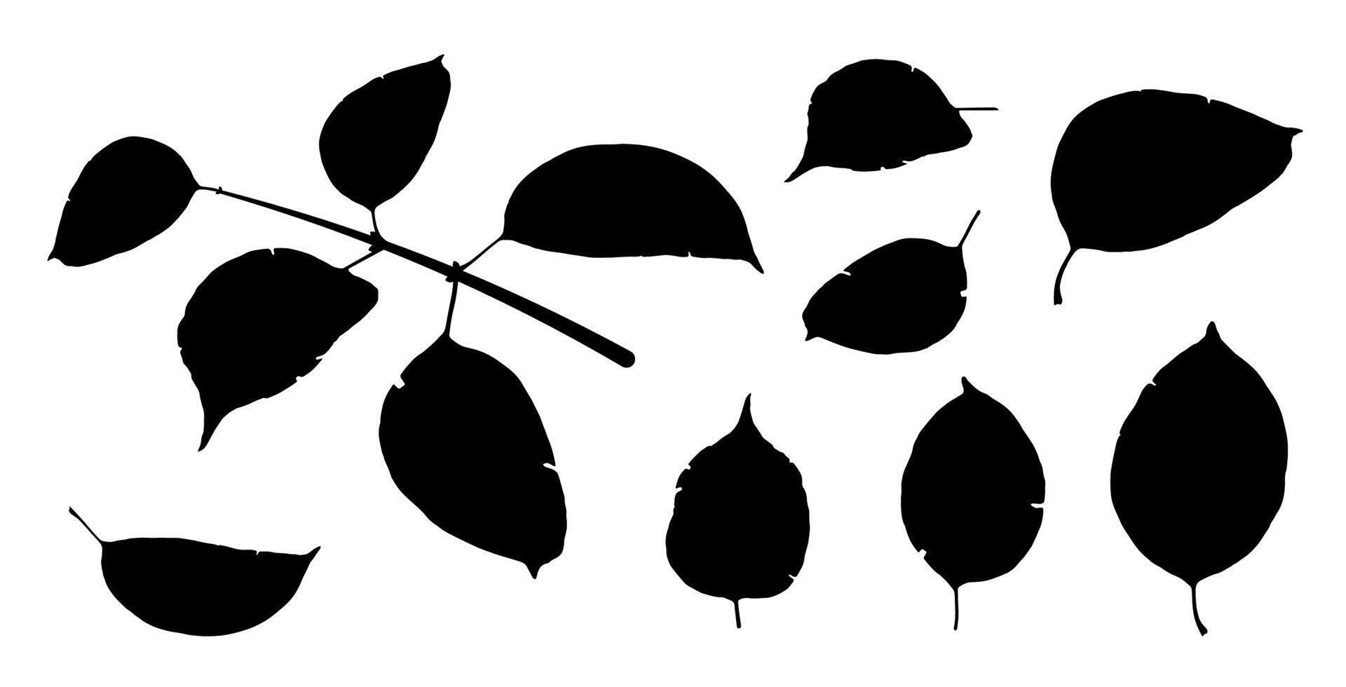 Black silhouettes of tree leaves isolated on white. Autumn fallen leaves of maple tree. Vector