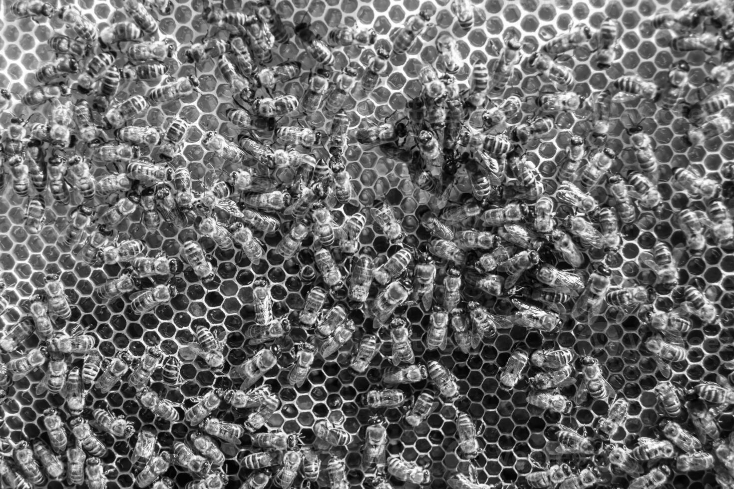 Abstract hexagon structure is honeycomb from bee hive filled photo
