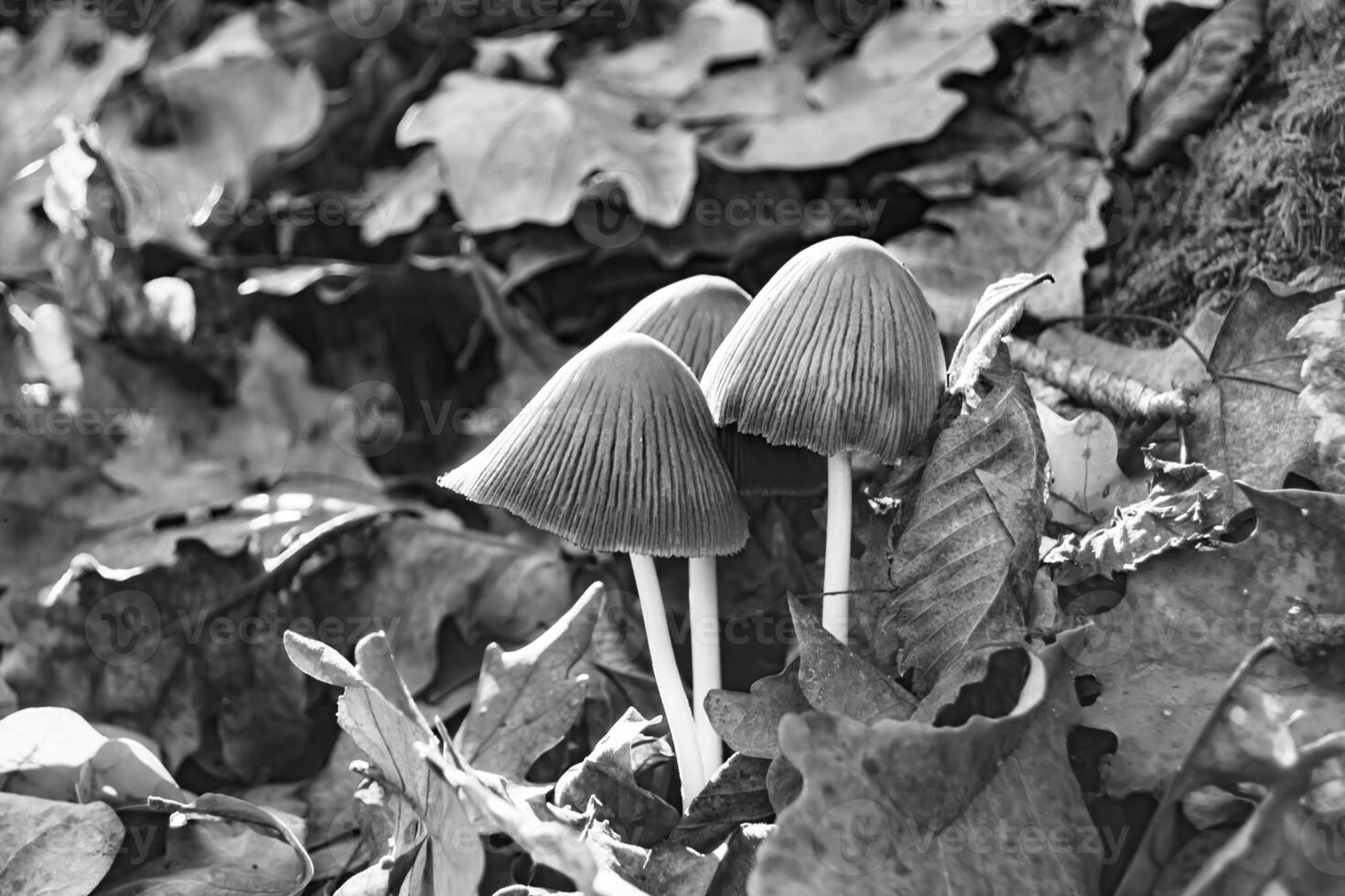 Photography to theme large beautiful poisonous mushroom in forest on leaves background photo