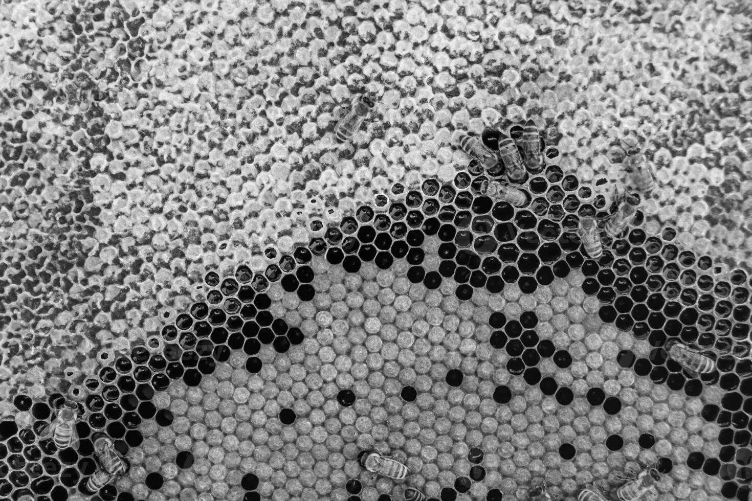 La estructura hexagonal abstracta es un panal de abejas lleno de colmena foto