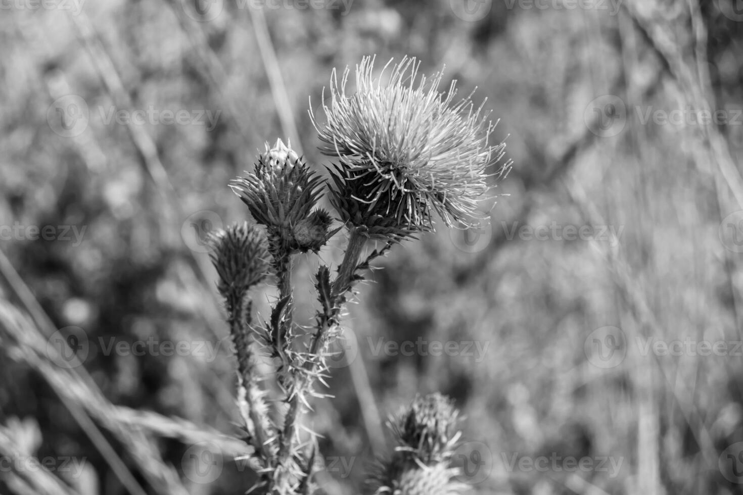 Beautiful growing flower root burdock thistle on background meadow photo