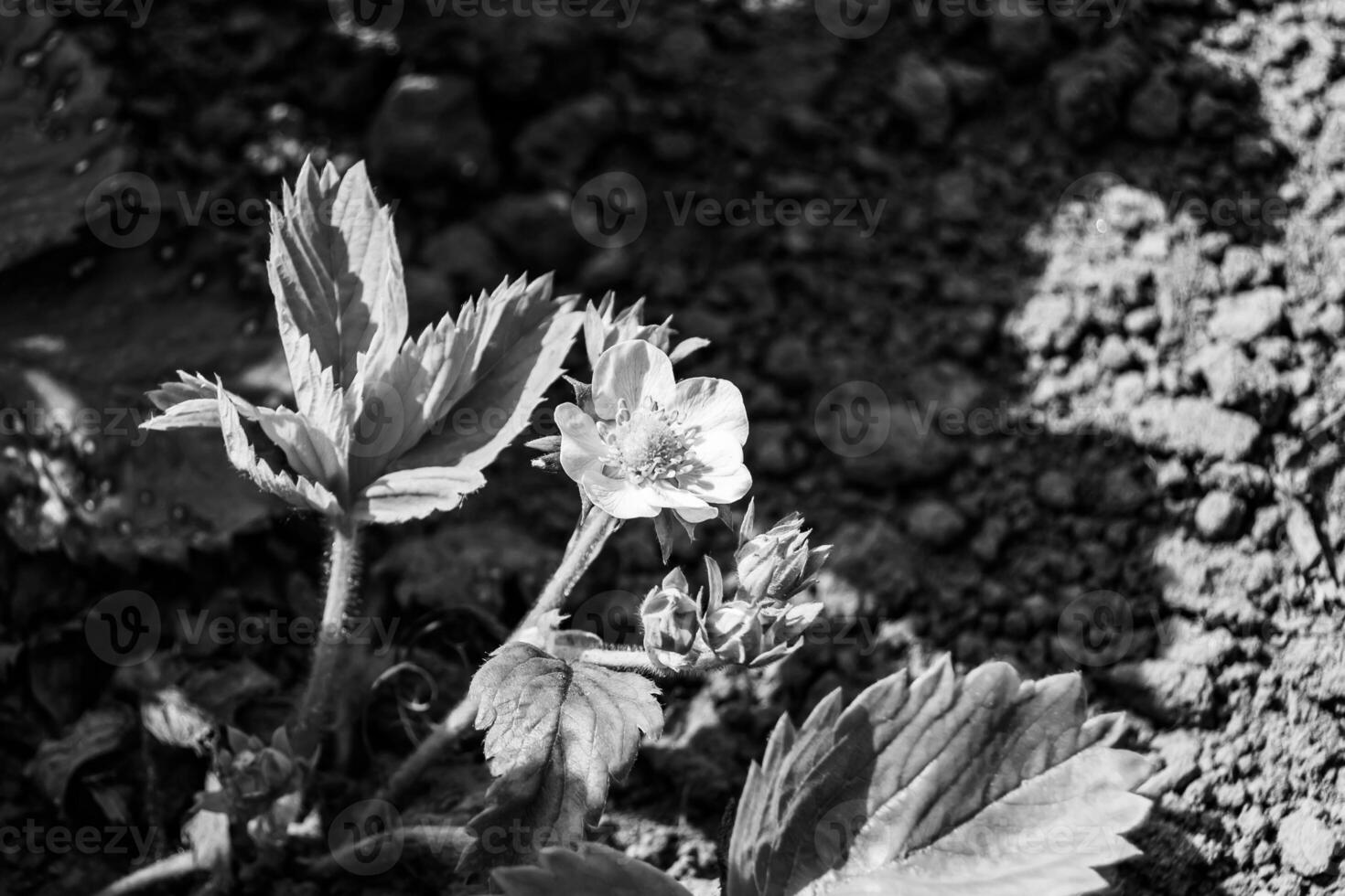 Photography on theme beautiful berry branch strawberry bush with natural leaves photo