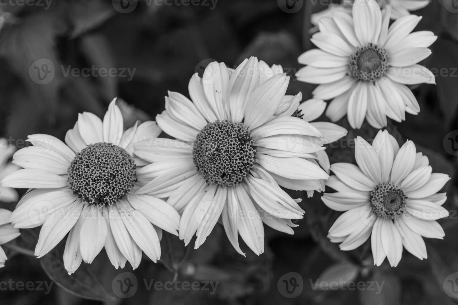 Fine wild growing flower aster false sunflower on background meadow photo