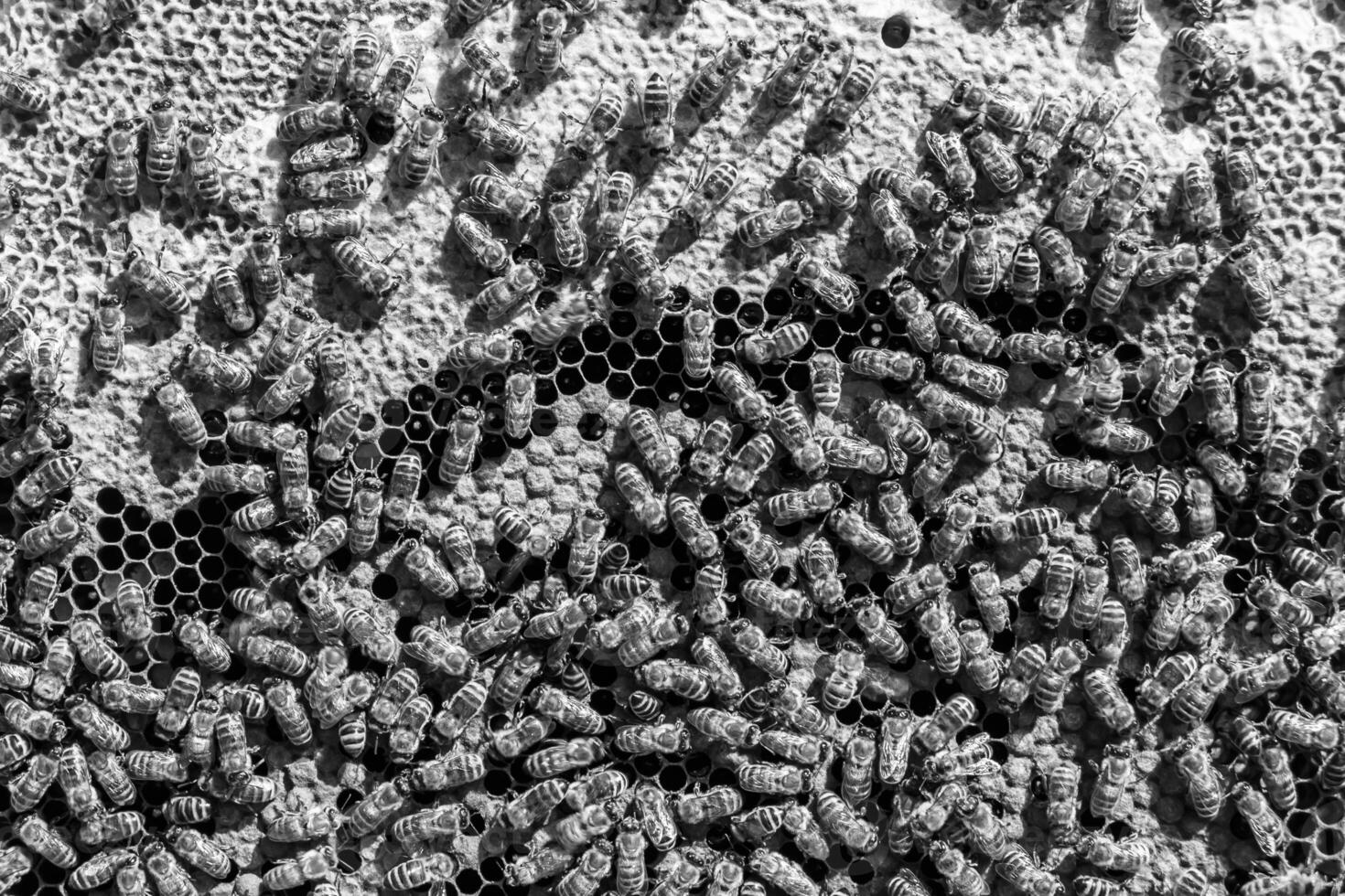 La estructura hexagonal abstracta es un panal de abejas lleno de colmena foto