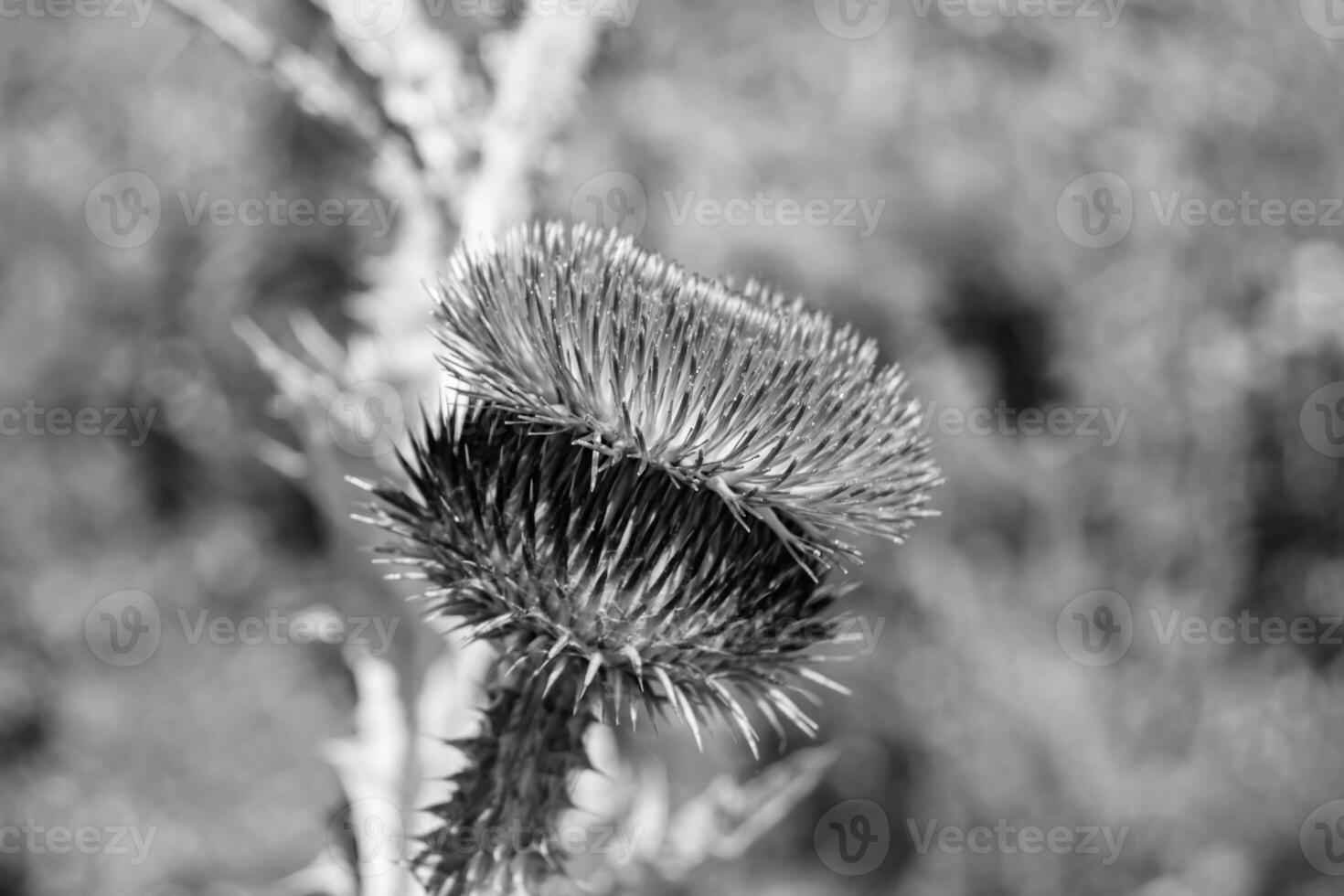 Beautiful growing flower root burdock thistle on background meadow photo