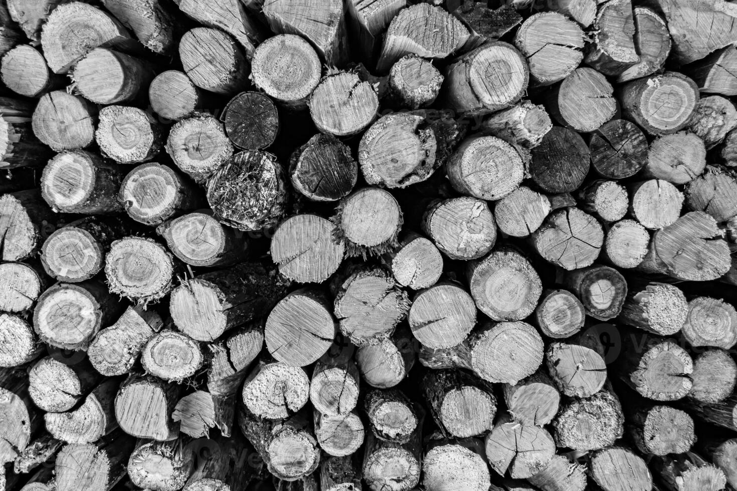 Photography on theme big wall of stacked oak tree logs in cracks photo