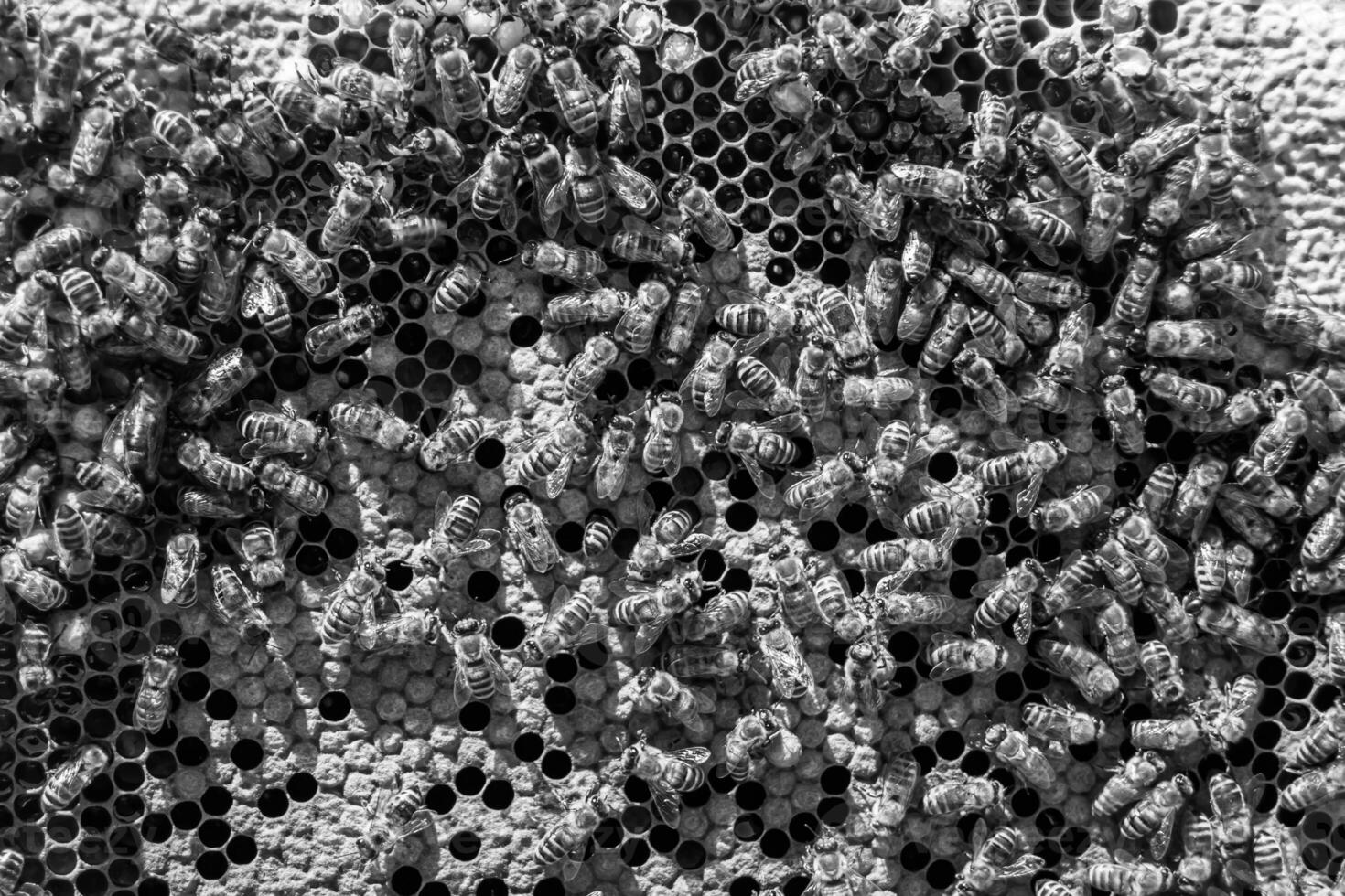 La estructura hexagonal abstracta es un panal de abejas lleno de colmena foto