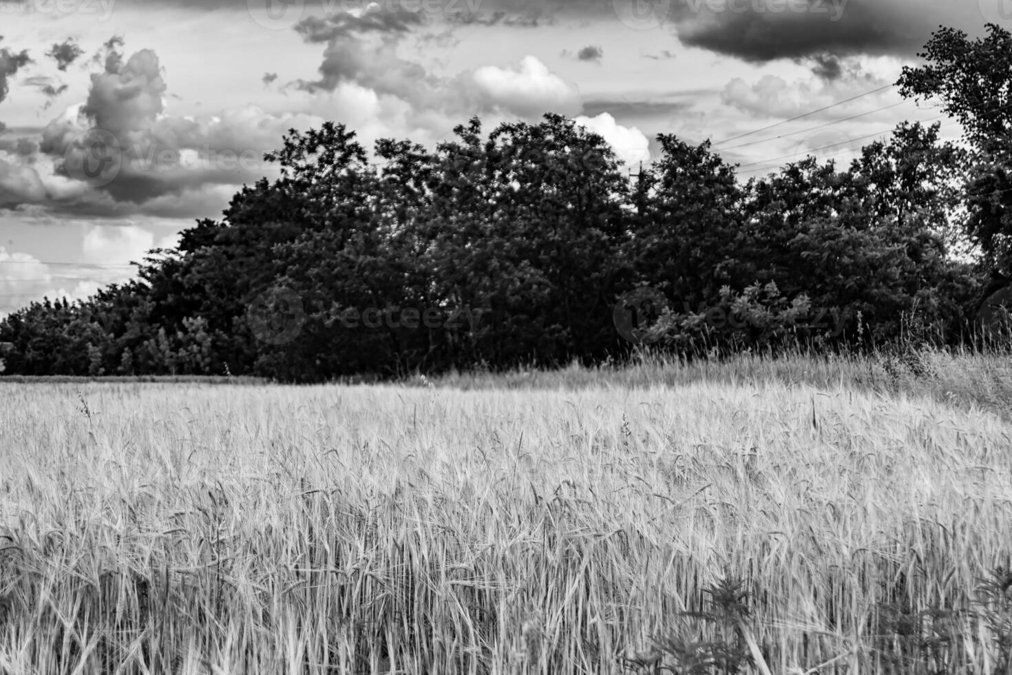 fotografía sobre el tema gran campo de cultivo de trigo para la cosecha orgánica foto