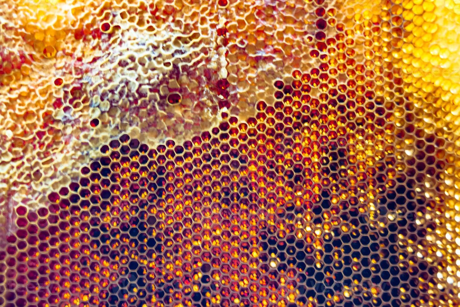 Drop of bee honey drip from hexagonal honeycombs filled with golden nectar photo