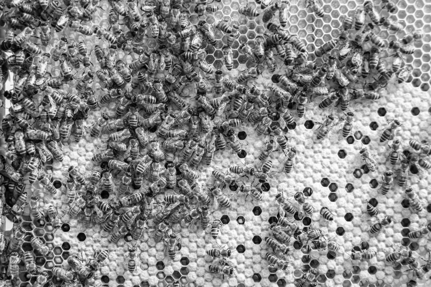 La estructura hexagonal abstracta es un panal de abejas lleno de colmena foto