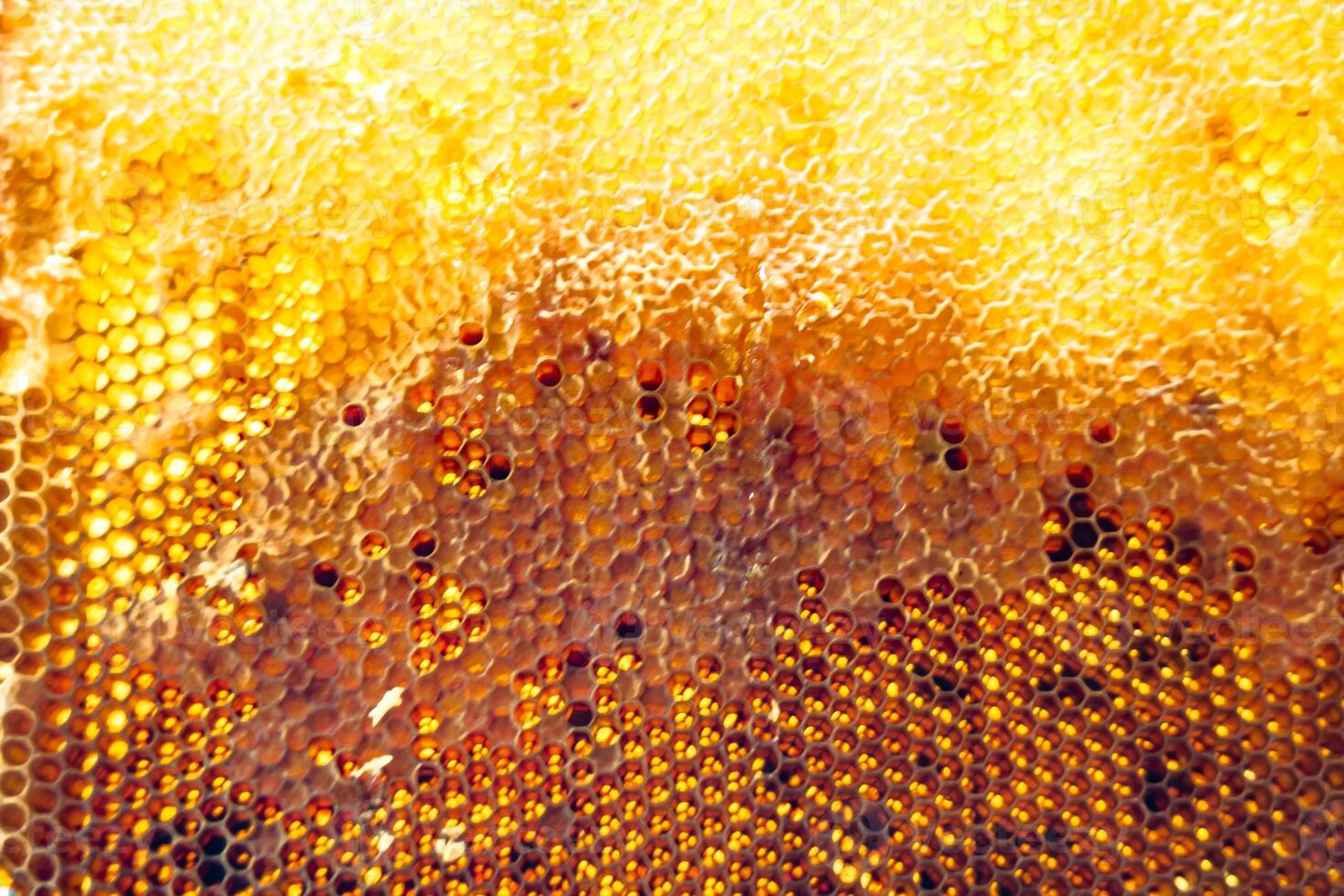 Drop of bee honey drip from hexagonal honeycombs filled with golden nectar photo