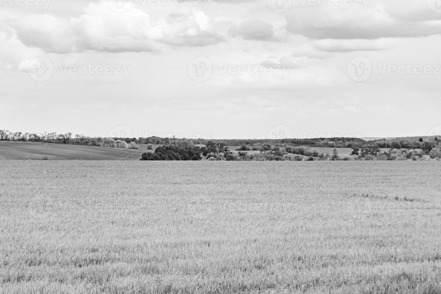 Beautiful horizon scenery in village meadow on color natural background photo