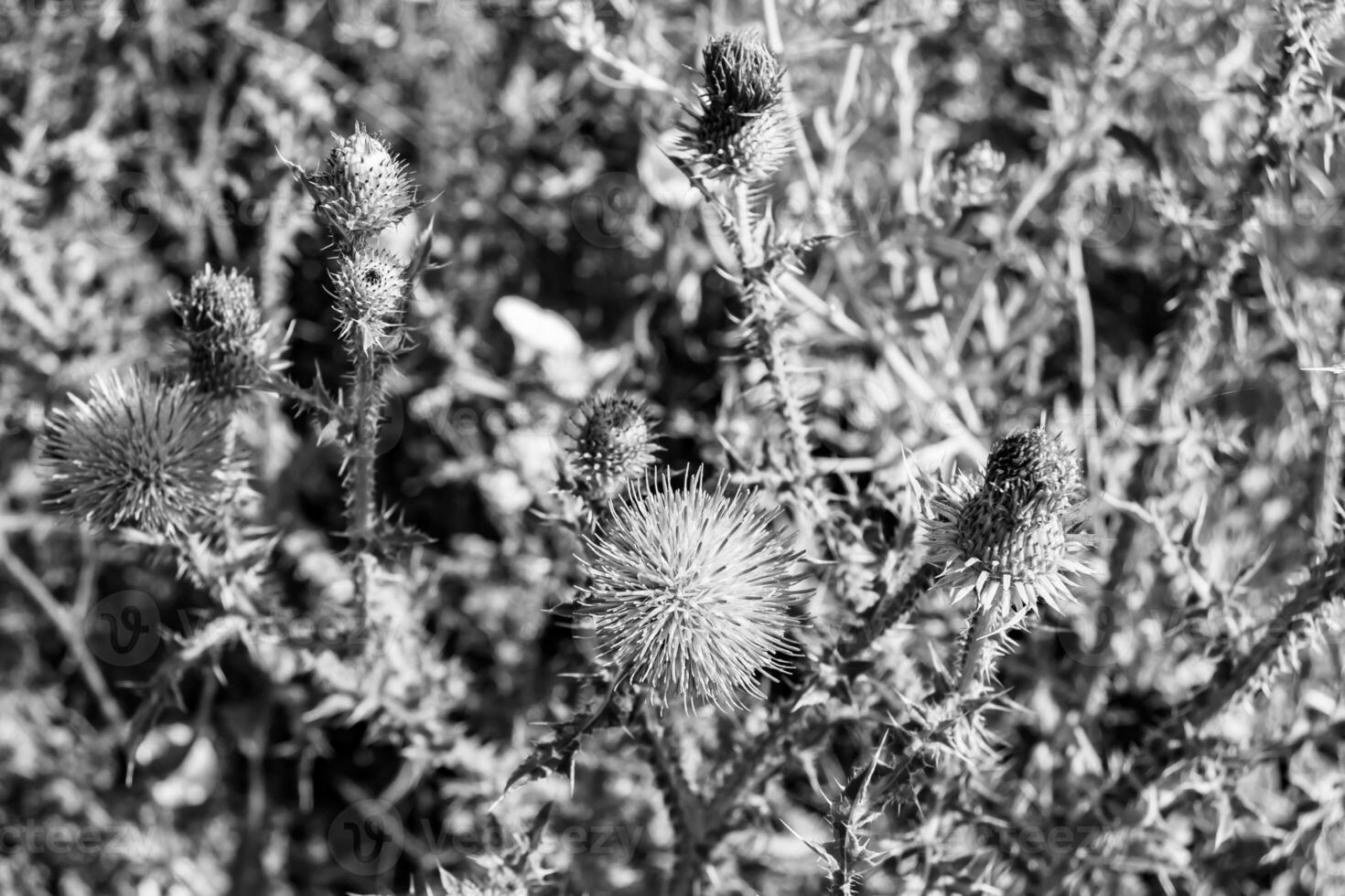 Beautiful growing flower root burdock thistle on background meadow photo