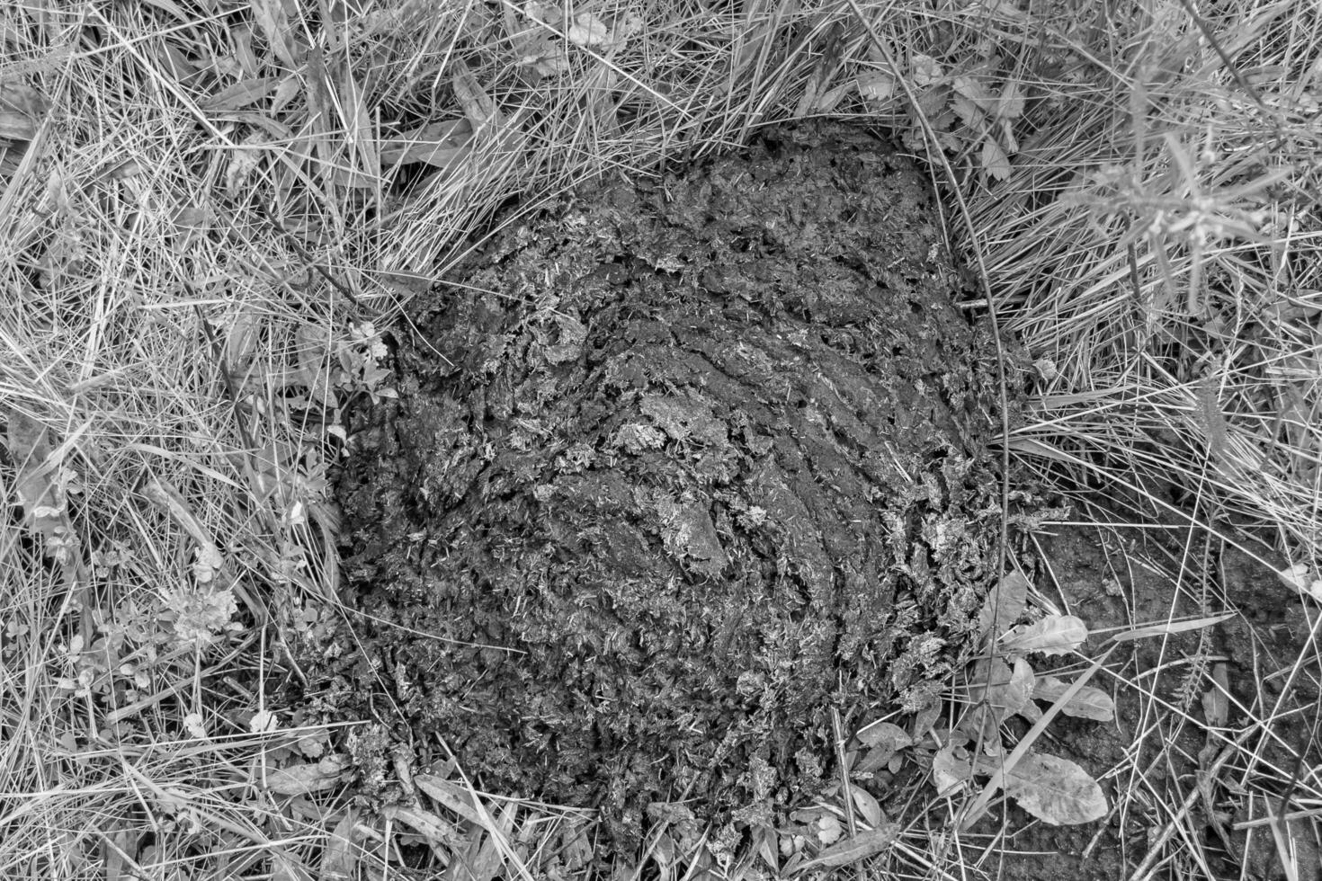 Photography on theme fresh cow dung lies on manure animal farm photo