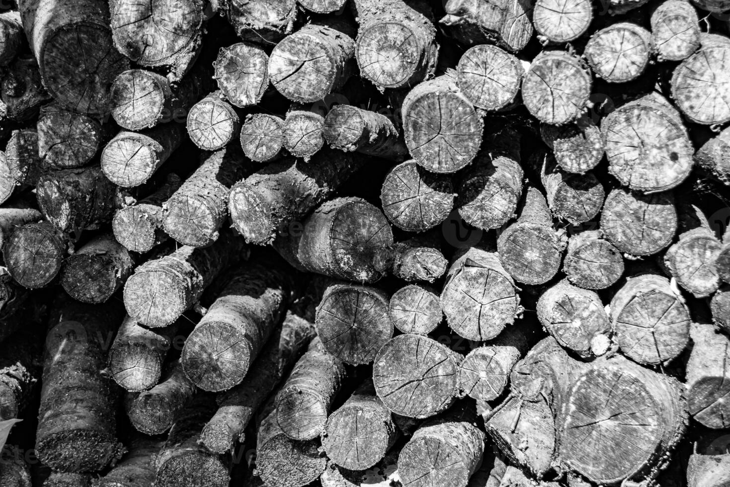 Photography on theme big wall of stacked oak tree logs in cracks photo