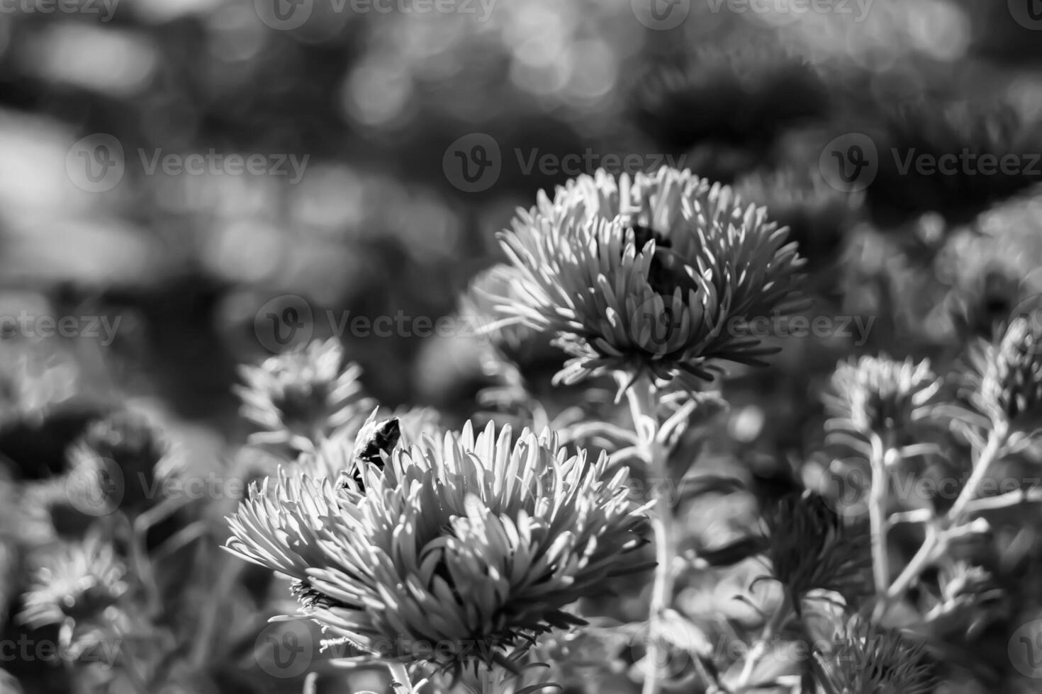 Beautiful wild flower winged bee on background foliage meadow photo