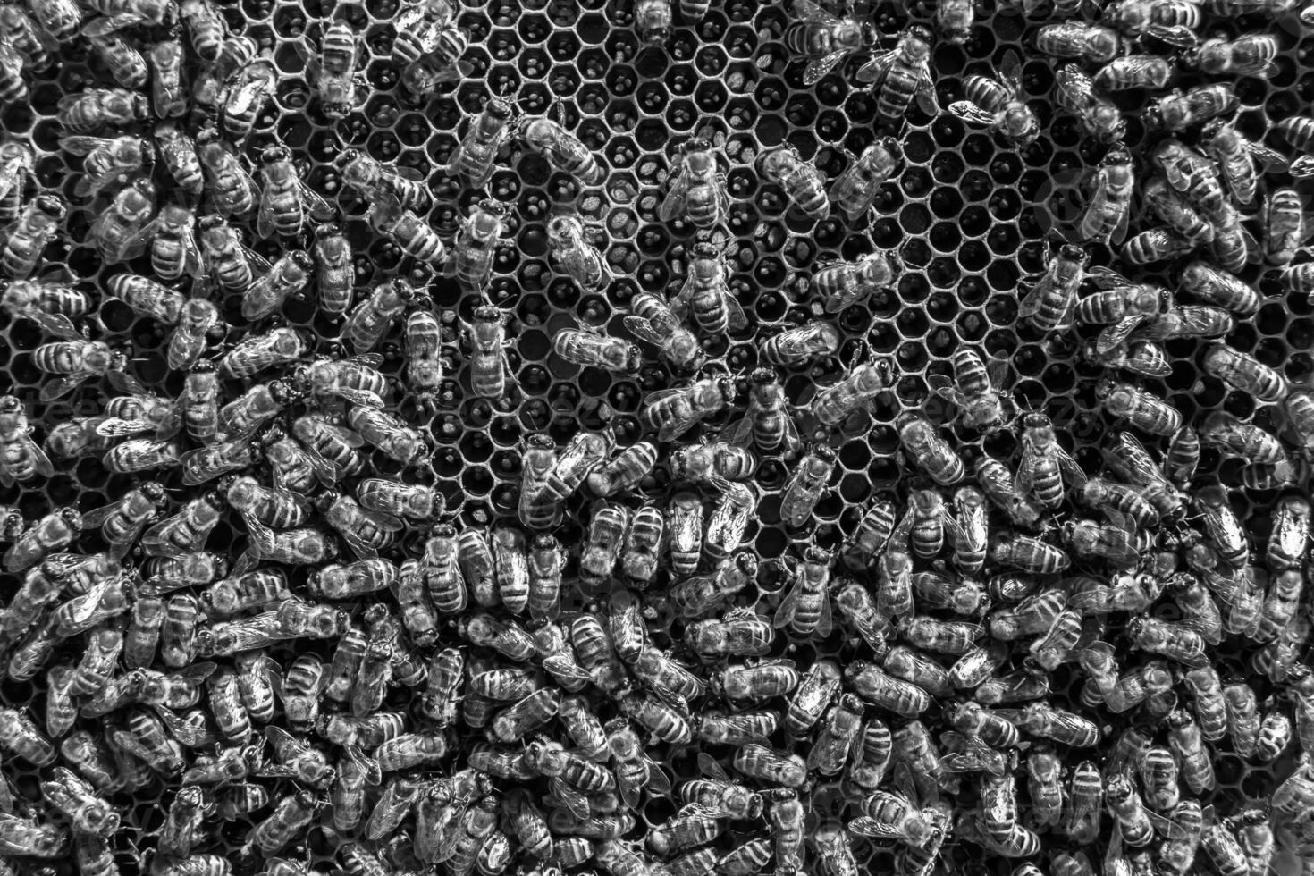 Abstract hexagon structure is honeycomb from bee hive filled photo
