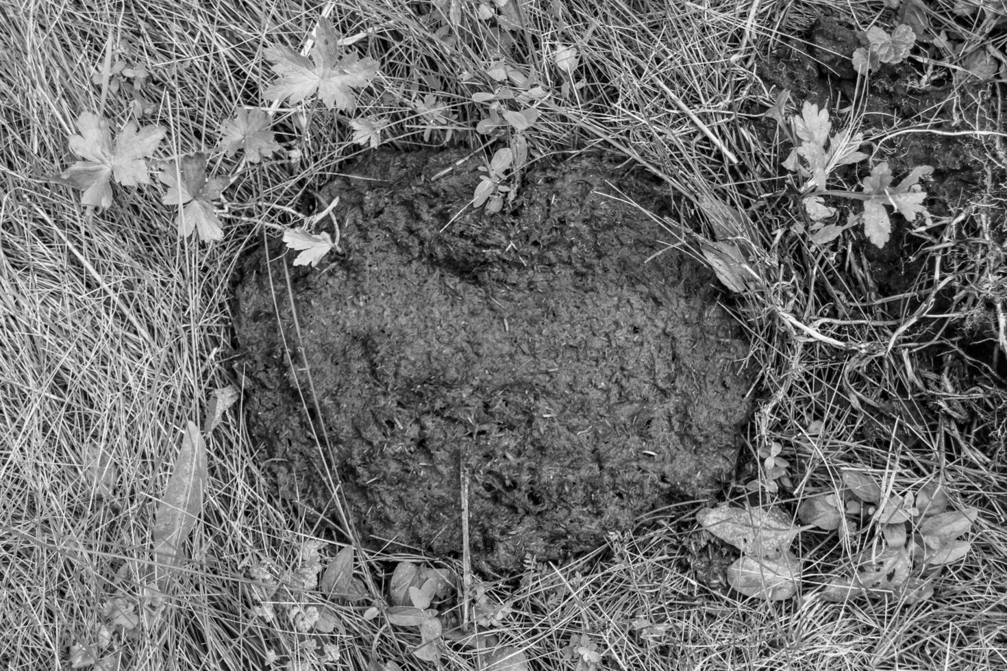 Photography on theme fresh cow dung lies on manure animal farm photo