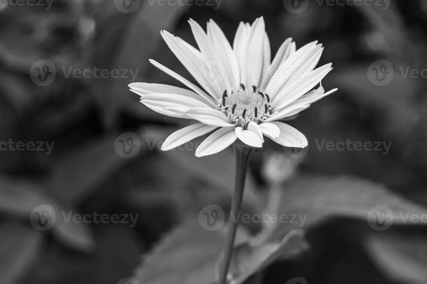 Fine wild growing flower aster false sunflower on background meadow photo