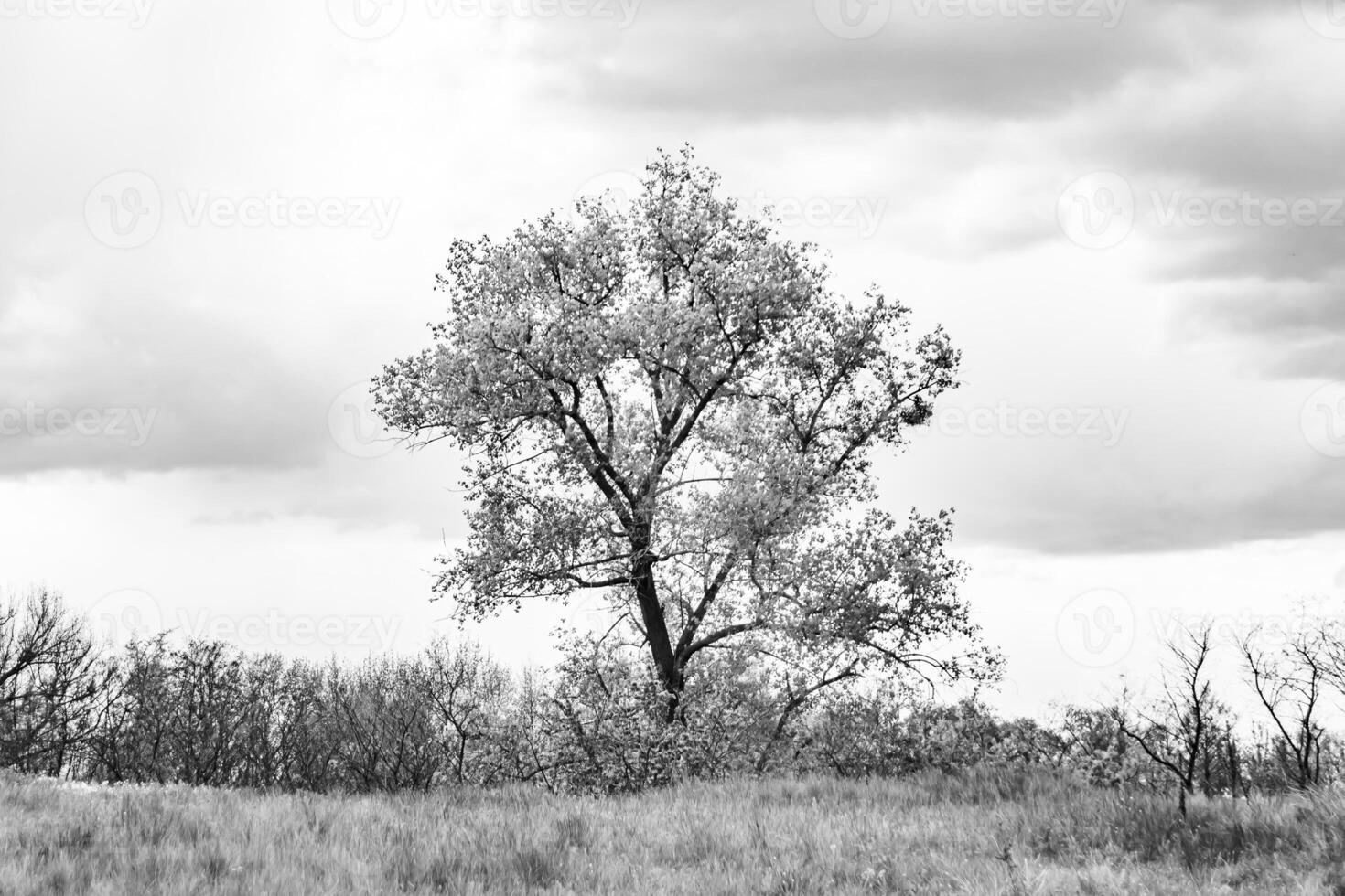 Beautiful horizon scenery in village meadow on color natural background photo