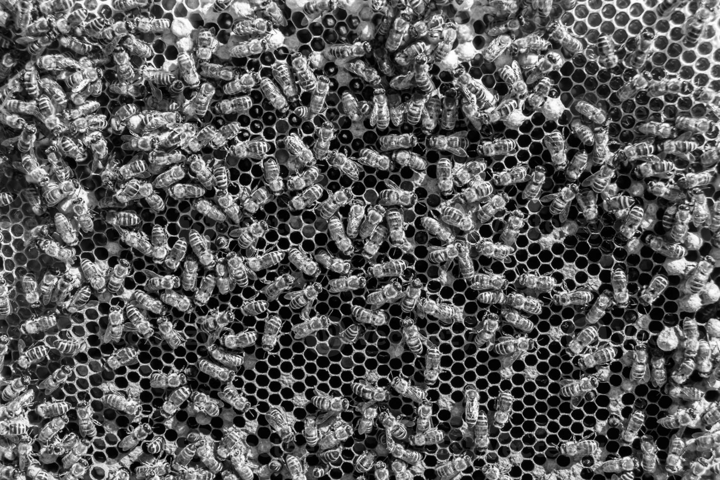 La estructura hexagonal abstracta es un panal de abejas lleno de colmena foto