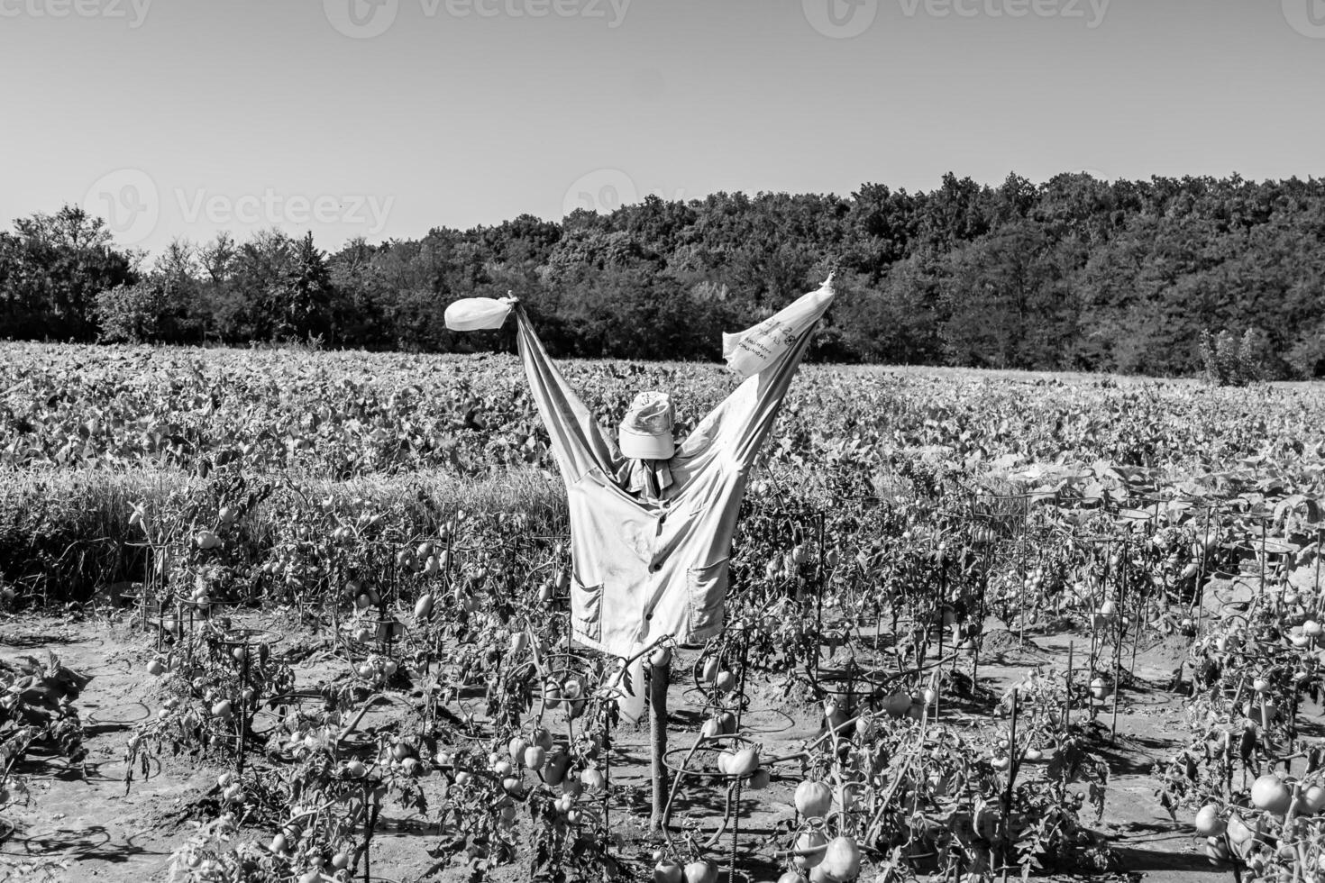 Scary scarecrow in garden discourages hungry birds photo