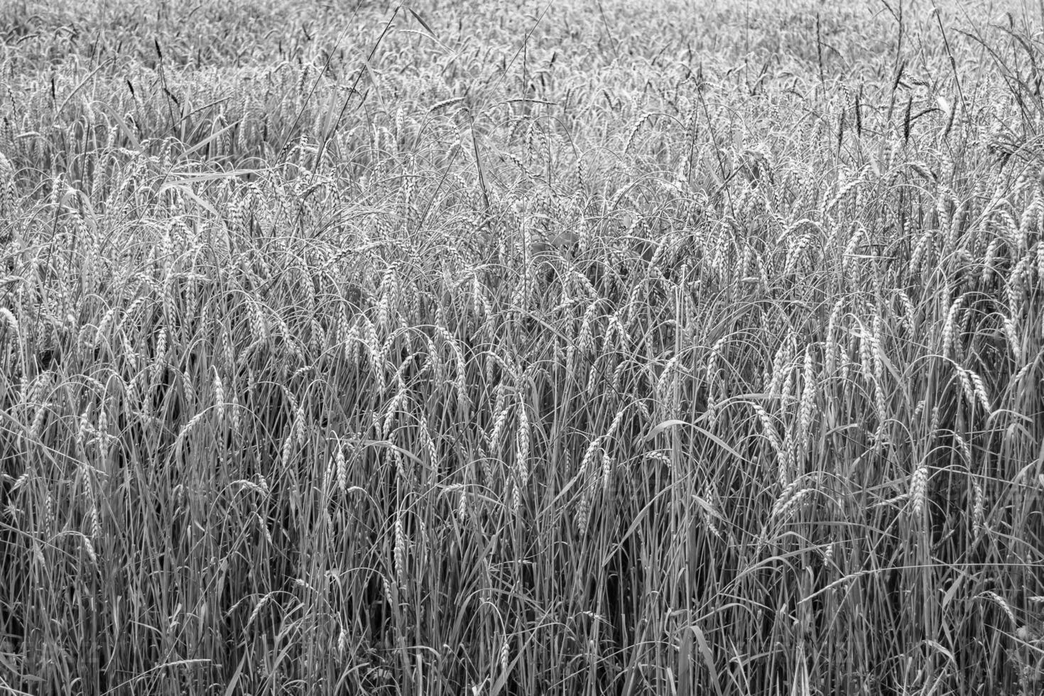 fotografía sobre el tema gran campo de cultivo de trigo para la cosecha orgánica foto