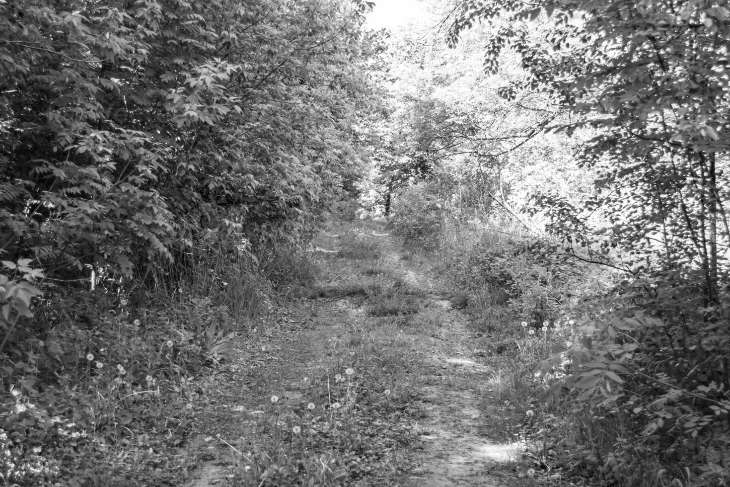 Photography on theme beautiful footpath in wild foliage woodland photo