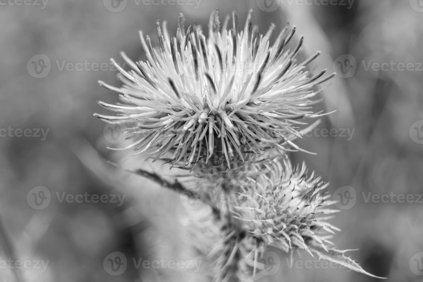 Beautiful growing flower root burdock thistle on background meadow photo